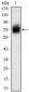 CD38 Antibody