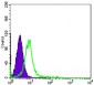 CHD3 Antibody