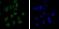 CHD3 Antibody