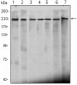 CHD3 Antibody