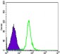 SMC1 Antibody