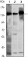 SMC1 Antibody