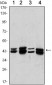 PRMT6 Antibody