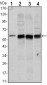 AKT1 Antibody