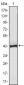 ATP2C1 Antibody