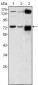 ATP2C1 Antibody