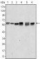 AKT2 Antibody