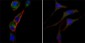 GOT2 Antibody