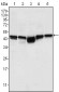 GSK3B Antibody