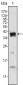 Androgen receptor Antibody