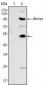 CSF1 Antibody