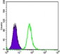 DKK3 Antibody