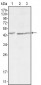 DKK3 Antibody