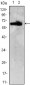 ZBTB7B Antibody