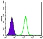 TCF3 Antibody