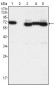 TCF3 Antibody