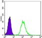 CK7 Antibody