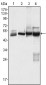 CK7 Antibody