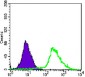 p44/42 MAPK (Erk1/2) Antibody