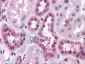 p44/42 MAPK (Erk1/2) Antibody