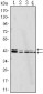 p44/42 MAPK (Erk1/2) Antibody