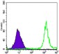 PARP Antibody