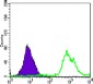 CD247 Antibody