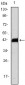 CD247 Antibody