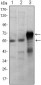 ETS1 Antibody