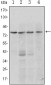 PRDM1 Antibody