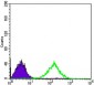 CD69 Antibody