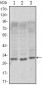 CD69 Antibody