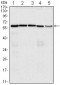 CDC25C Antibody