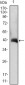 CSF2 Antibody