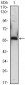 A1BG Antibody