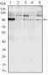 ERN1 Antibody