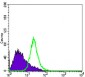 NKX3A Antibody