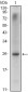 NKX3A Antibody