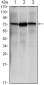 HSPA5 Antibody