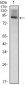 ICAM1 Antibody