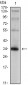 SYP Antibody