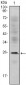 CD3E Antibody