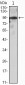 SNAI2 Antibody