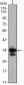 CDC2 Antibody