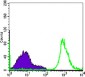 CD19 Antibody