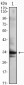 CDC2 Antibody