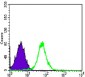 CDH2 Antibody