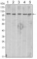 CDH2 Antibody