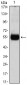 CDKN1B Antibody