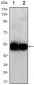 VCAM1 Antibody